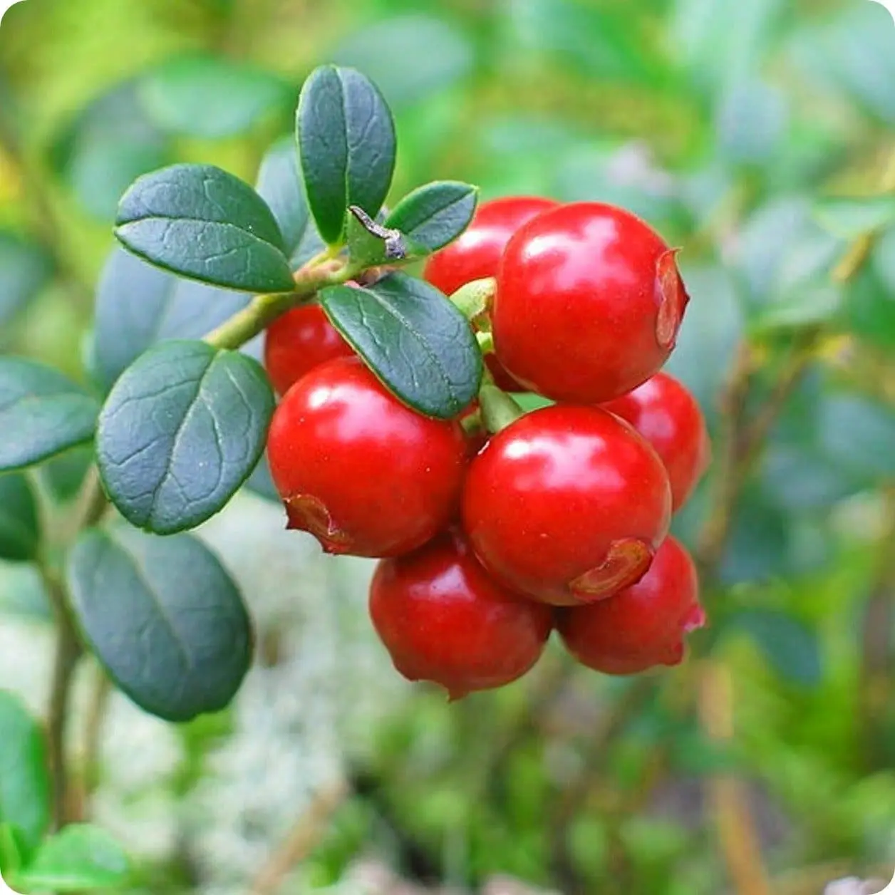 蔓越莓油