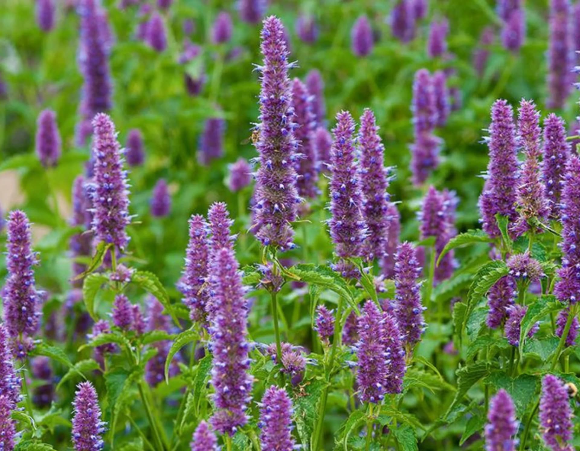 Patchouli Oil