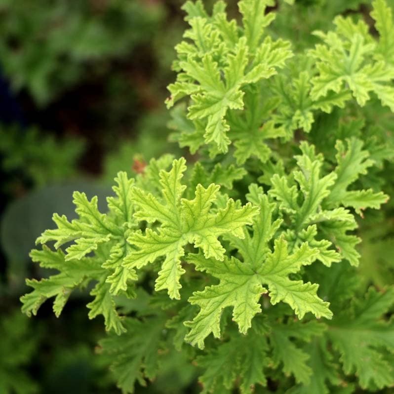 Citronella oil