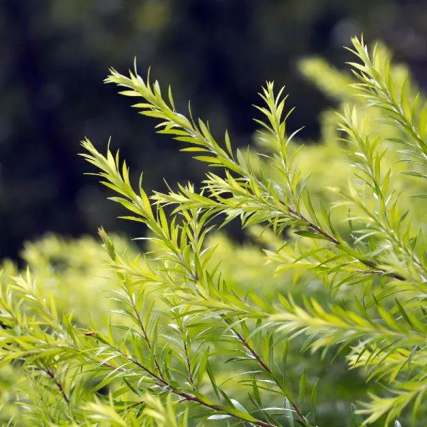Tea Tree Oil