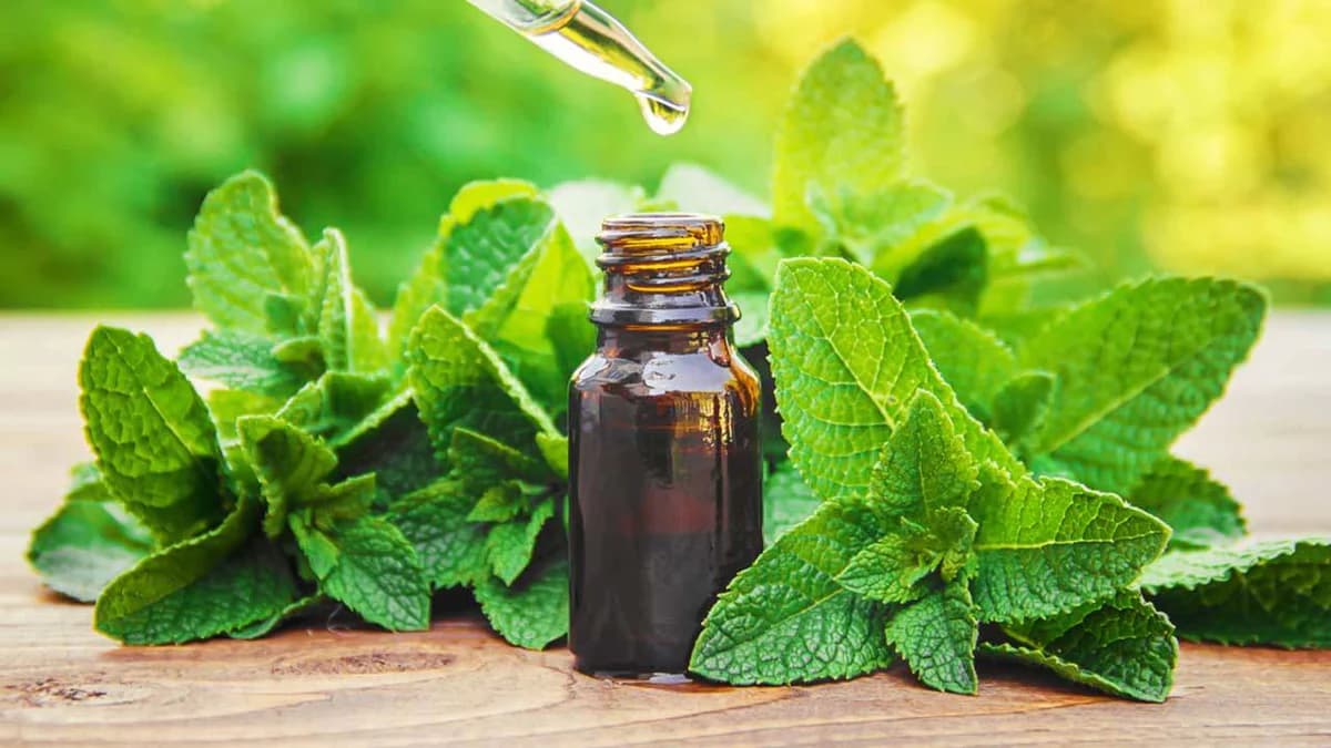 Peppermint oil