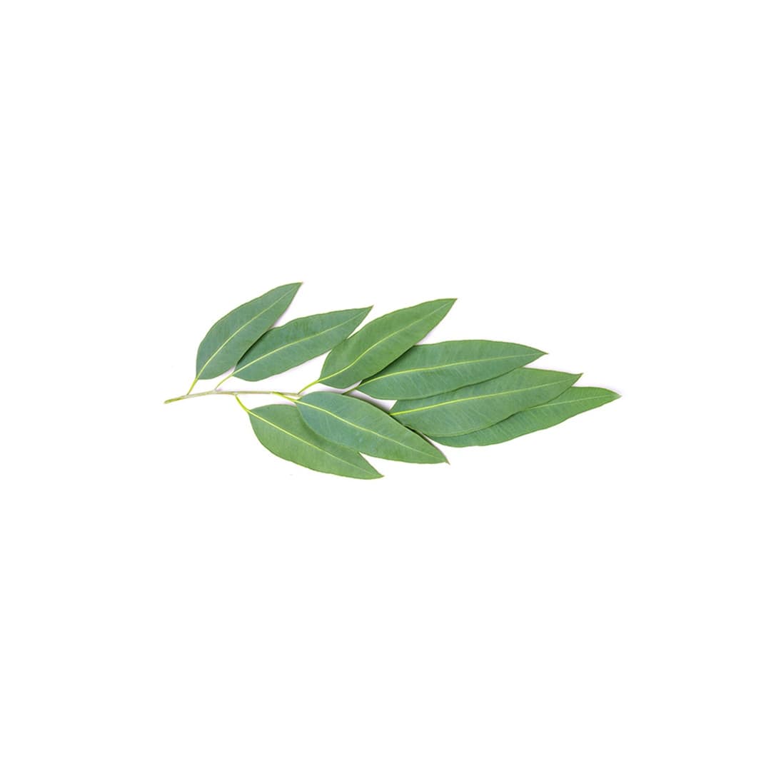 Eucalyptol