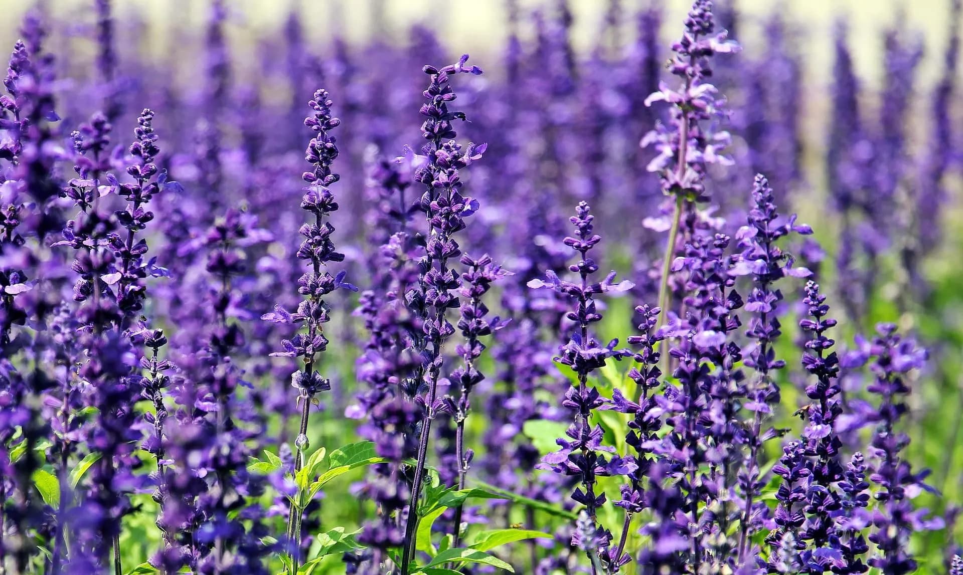 Lavender oil