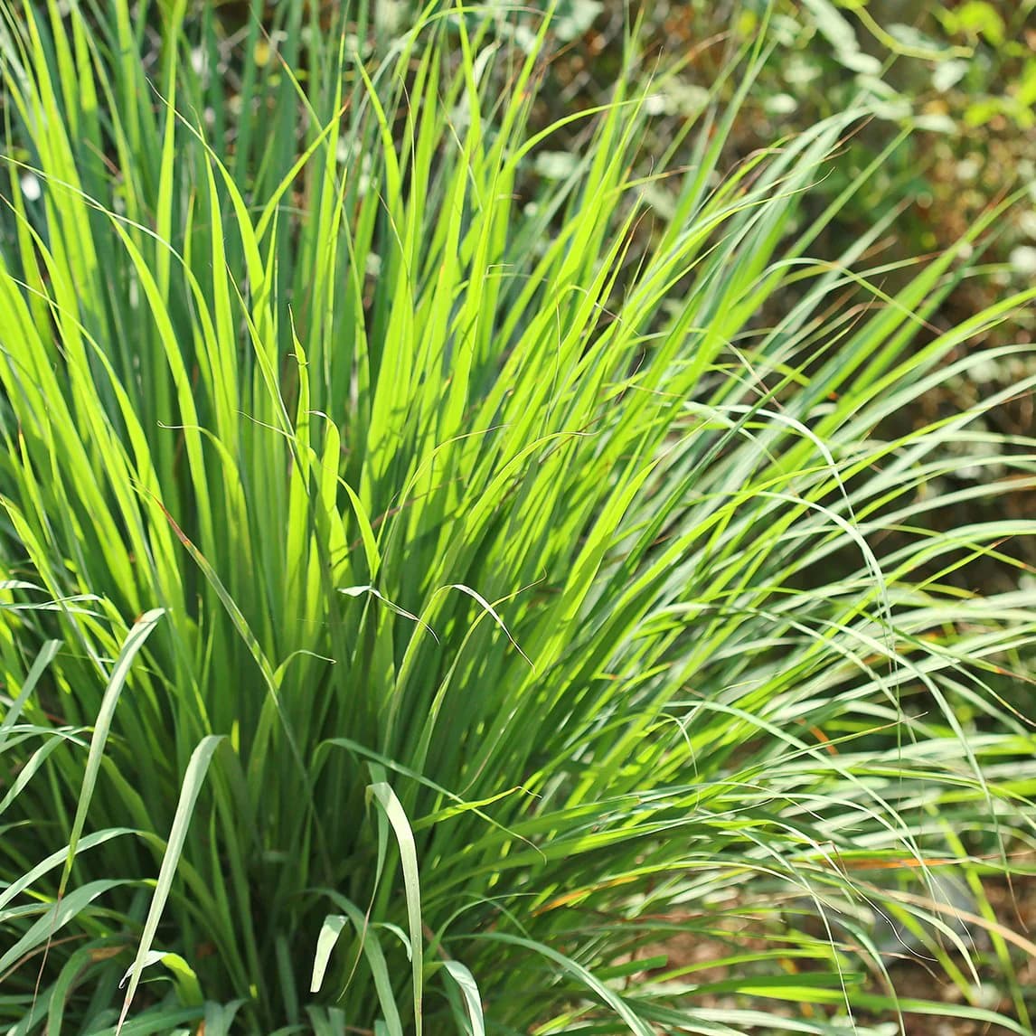 Lemongrass Oil